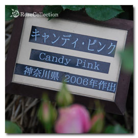 キャンディ ピンク（バラ写真：薔薇画像）図鑑
