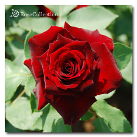 黒真珠 薔薇図鑑 ～Rose Collection～大好きなバラがいっぱい