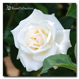 パスカリ 薔薇図鑑 Rose Collection 大好きなバラがいっぱい