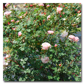 ウィリアム モリス ウィリアム モーリス 薔薇図鑑 Rose Collection 大好きなバラがいっぱい