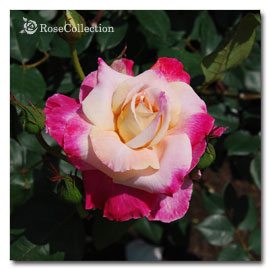 アブラカダブラ 薔薇図鑑 Rose Collection 大好きなバラがいっぱい