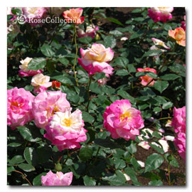 アブラカダブラ 薔薇図鑑 Rose Collection 大好きなバラがいっぱい