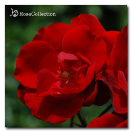 アンダルシアン 薔薇図鑑 Rose Collection 大好きなバラがいっぱい