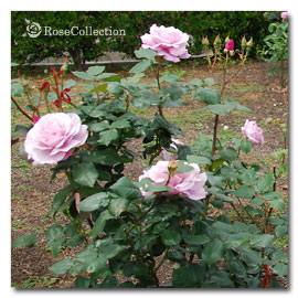 ブルー ライト 薔薇図鑑 ～Rose Collection～大好きなバラがいっぱい