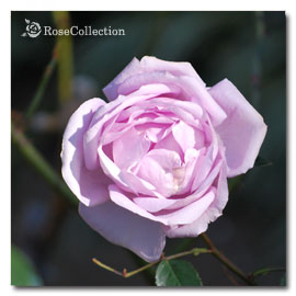 ブルー ムーン 薔薇図鑑 ～Rose Collection～大好きなバラがいっぱい