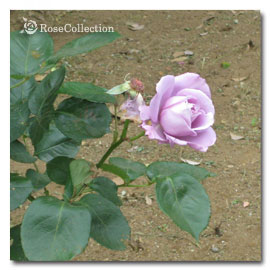 ブルー ムーン 薔薇図鑑 ～Rose Collection～大好きなバラがいっぱい