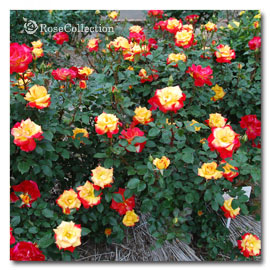 チャールストン 薔薇図鑑 ～Rose Collection～大好きなバラがいっぱい