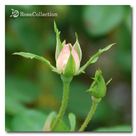 エルフ 薔薇図鑑 Rose Collection 大好きなバラがいっぱい