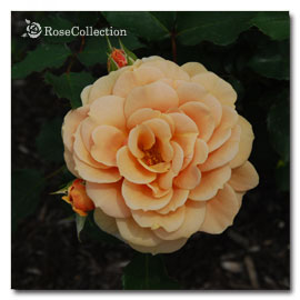薔薇図鑑 花色による分類 茶色系 Rose Collection 大好きなバラがいっぱい