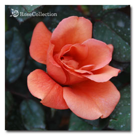 薔薇図鑑 花色による分類 茶色系 Rose Collection 大好きなバラがいっぱい