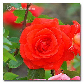 ローラ 薔薇図鑑 Rose Collection 大好きなバラがいっぱい