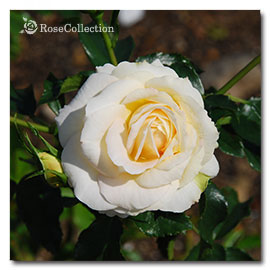 マリー アントワネット 薔薇図鑑 ～Rose Collection～大好きなバラが