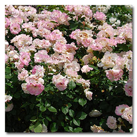 マチルダ 薔薇図鑑 Rose Collection 大好きなバラがいっぱい