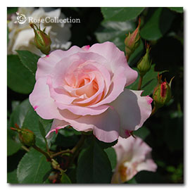 マチルダ 薔薇図鑑 Rose Collection 大好きなバラがいっぱい