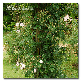 ロサ ムルティフローラ カルネア 薔薇図鑑 Rose Collection 大好きなバラがいっぱい