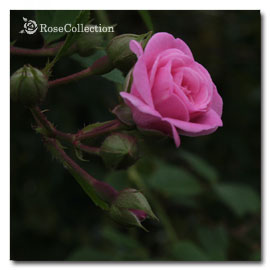 薔薇図鑑 花色による分類（ピンク系）～Rose Collection～大好きなバラ 